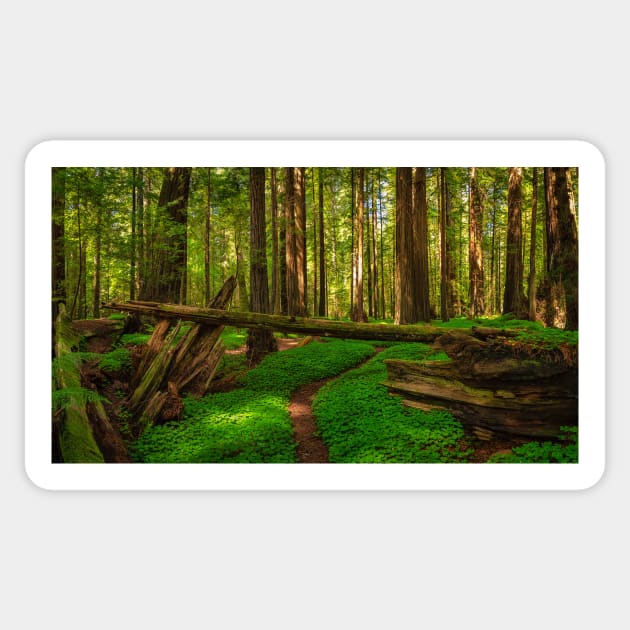 Redwood Forest Sticker by JeffreySchwartz